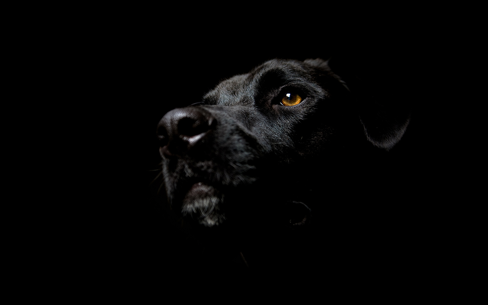 Noir-esque Dog By Canada