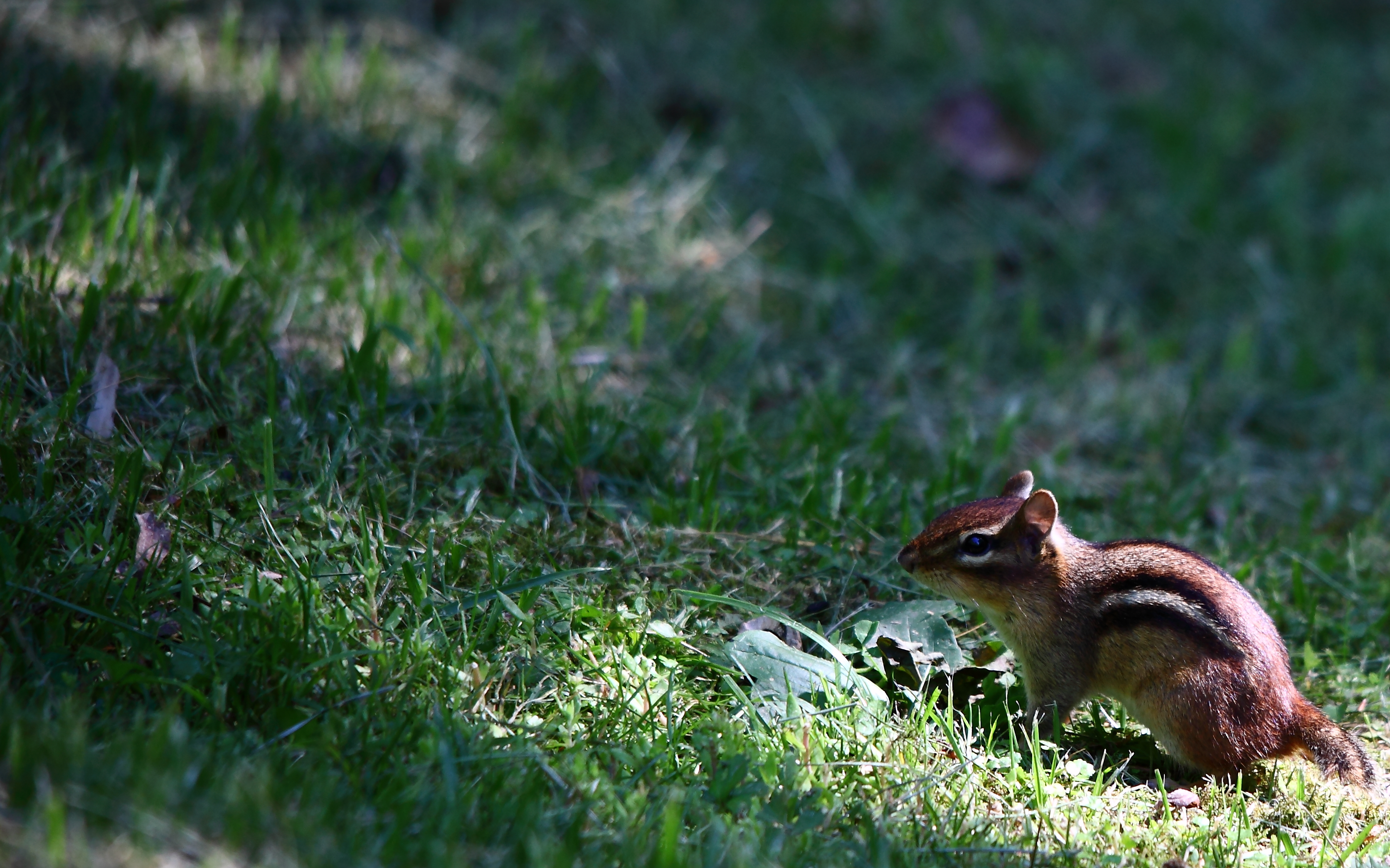 'Chipmunk-in-grass-wildlife' by ForestWander