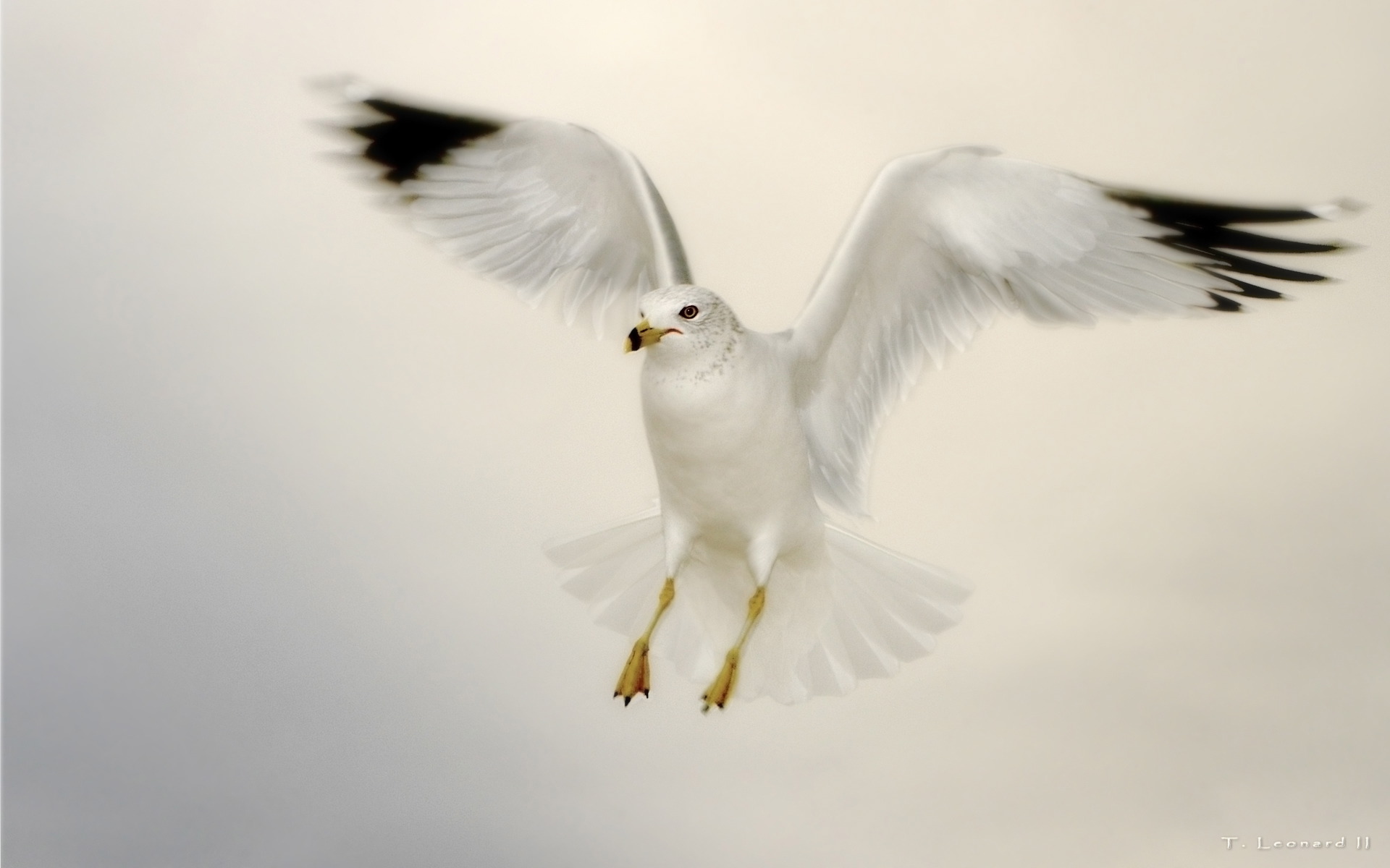 Seagull Against an Overcast SkyBy TheFozz 