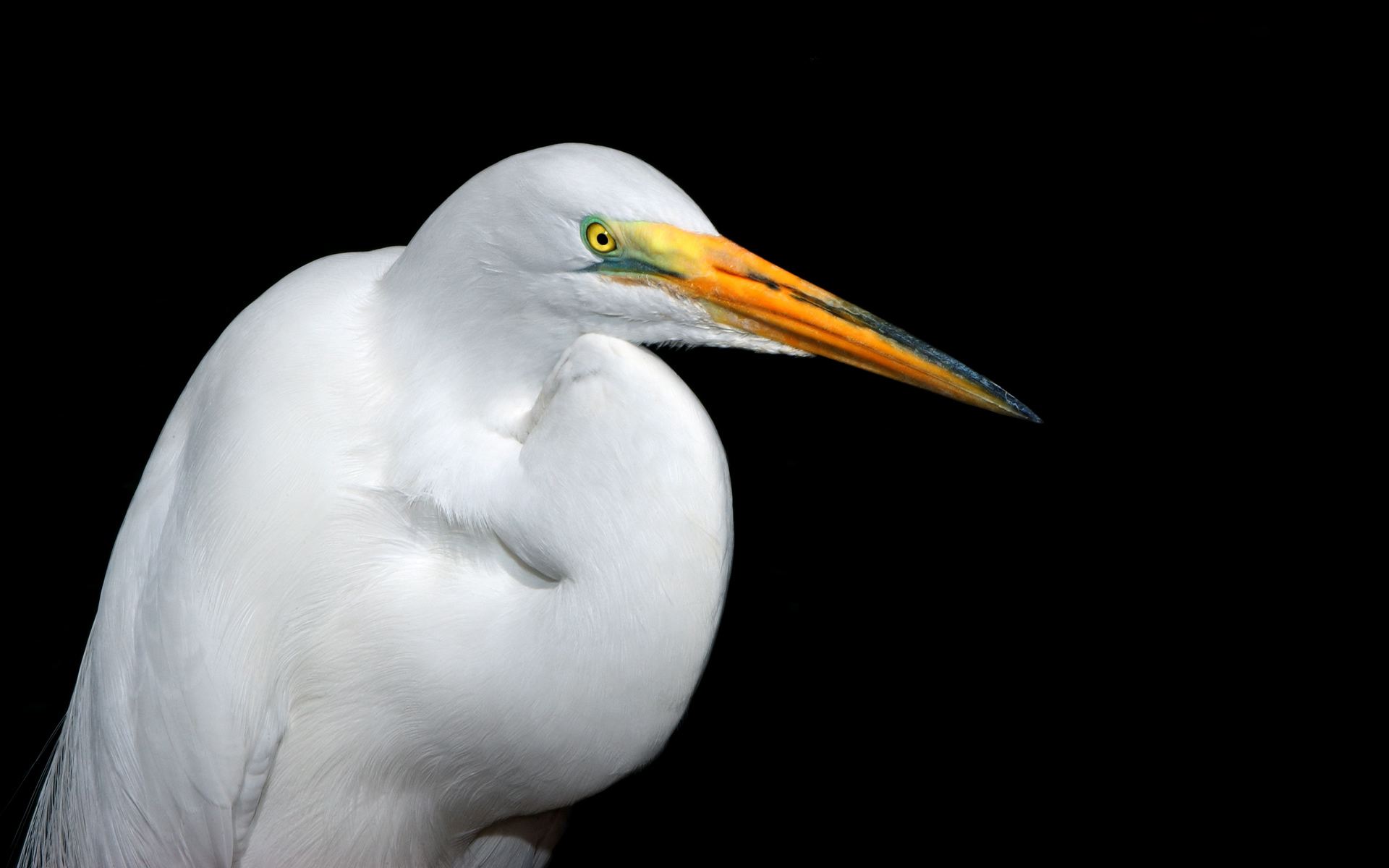 White Heron By TheFozz