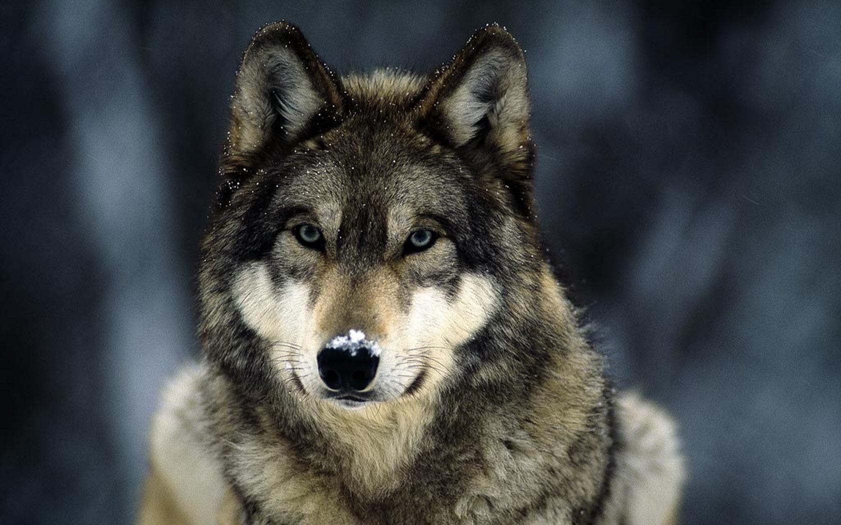 grey wolf snow