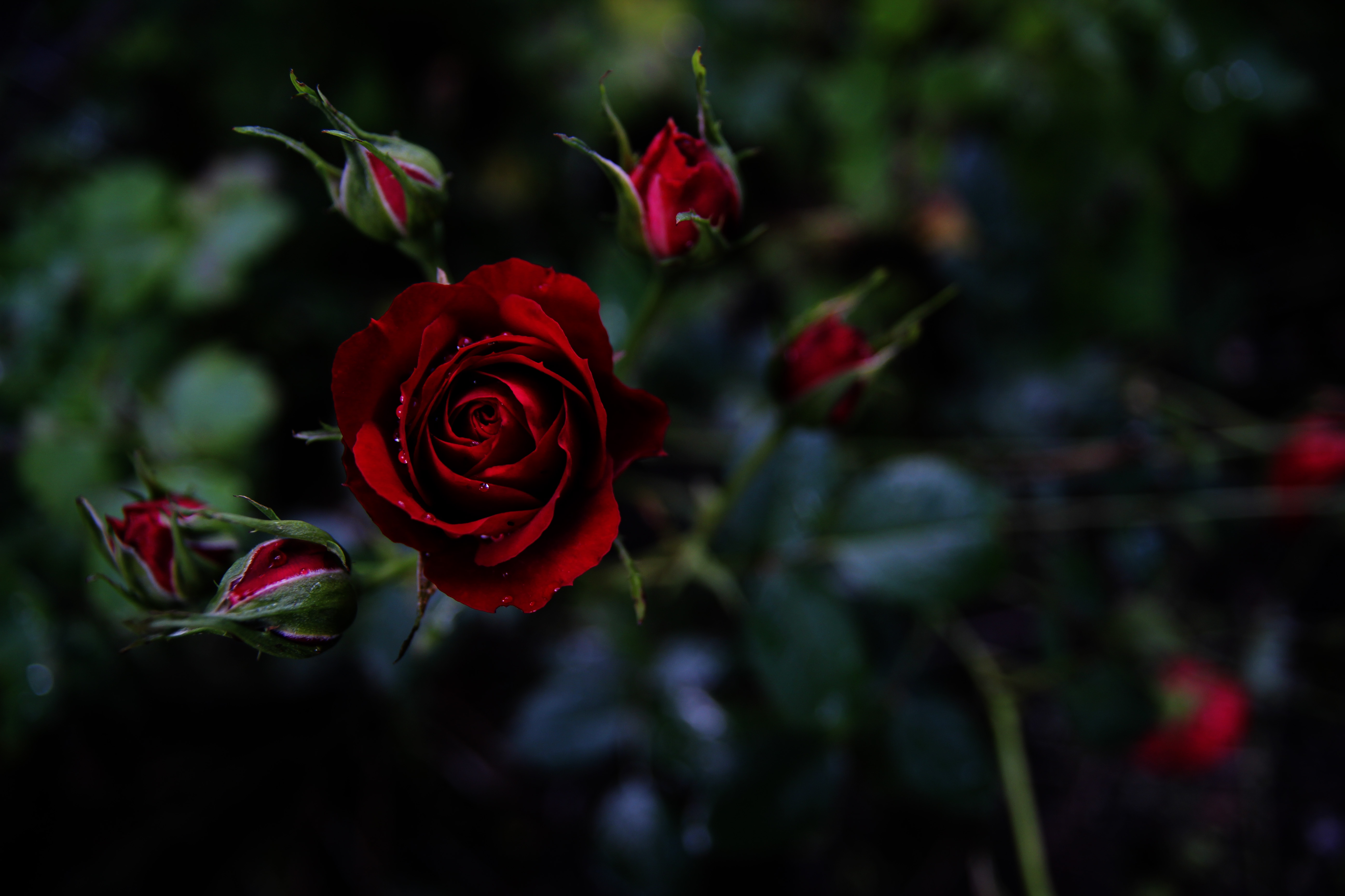 Темно алые розы а на душе. Розы темные Алые.