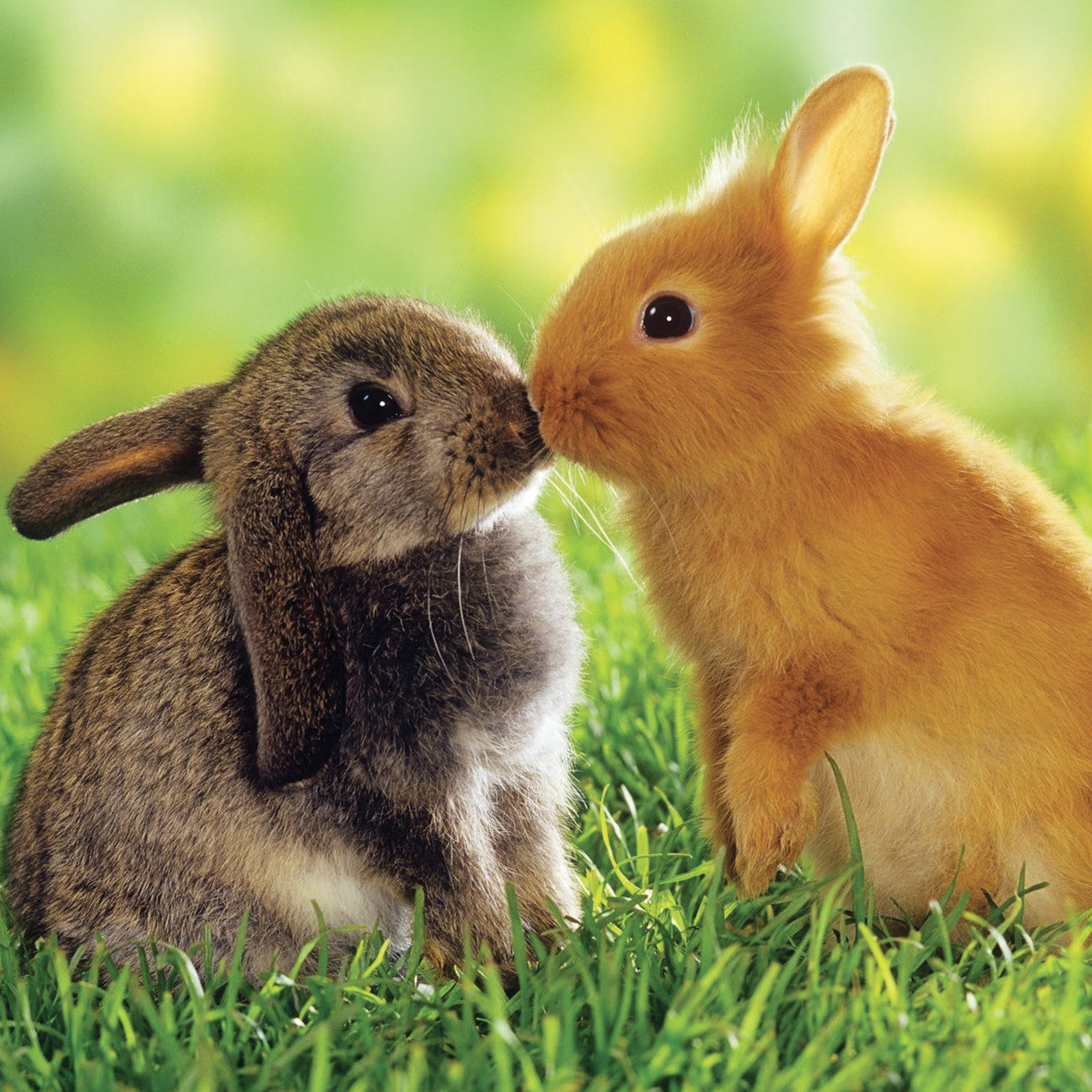 Зайка целует. Зайчики. Два кролика. Красивые картинки с животными. Фон для рабочего стола животные.