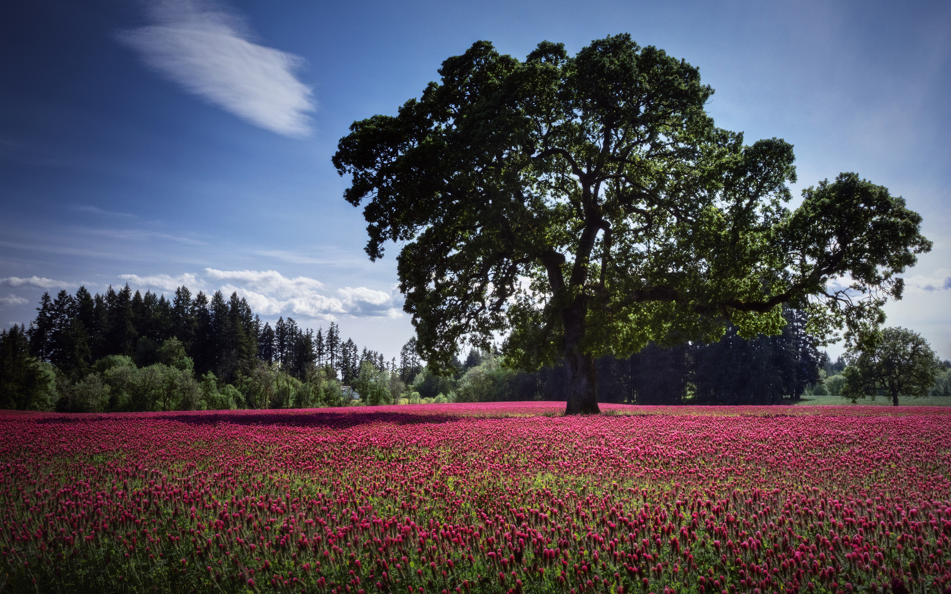 природа поле цветы деревья nature field flowers trees без смс