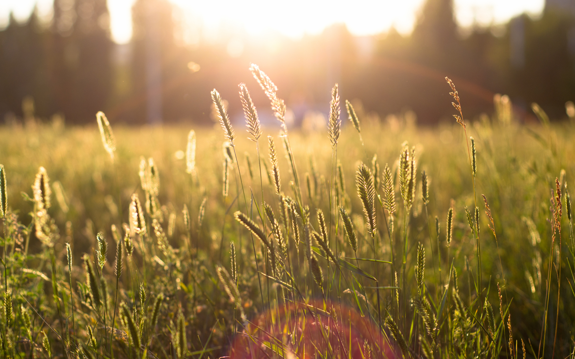 природа колос солнце nature spike the sun без смс