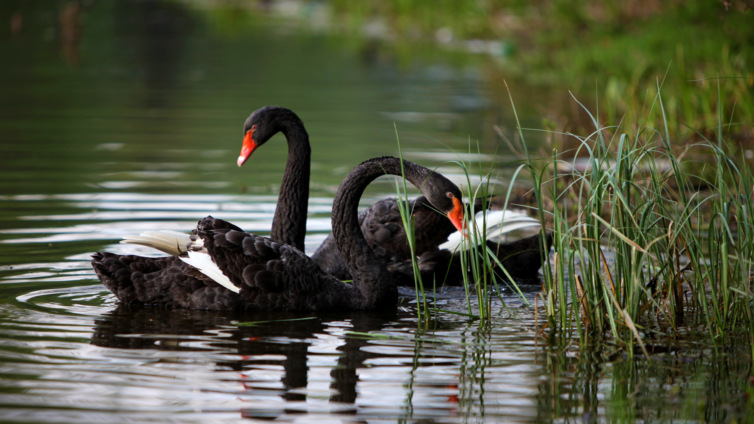 swan couple