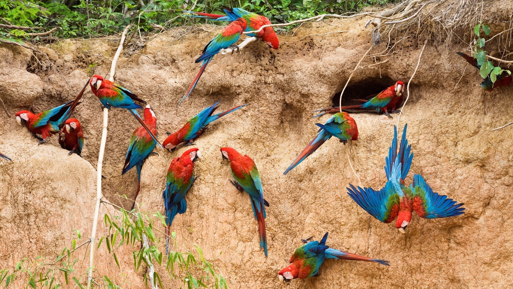 Macaw Parrots - Desktop Wallpaper