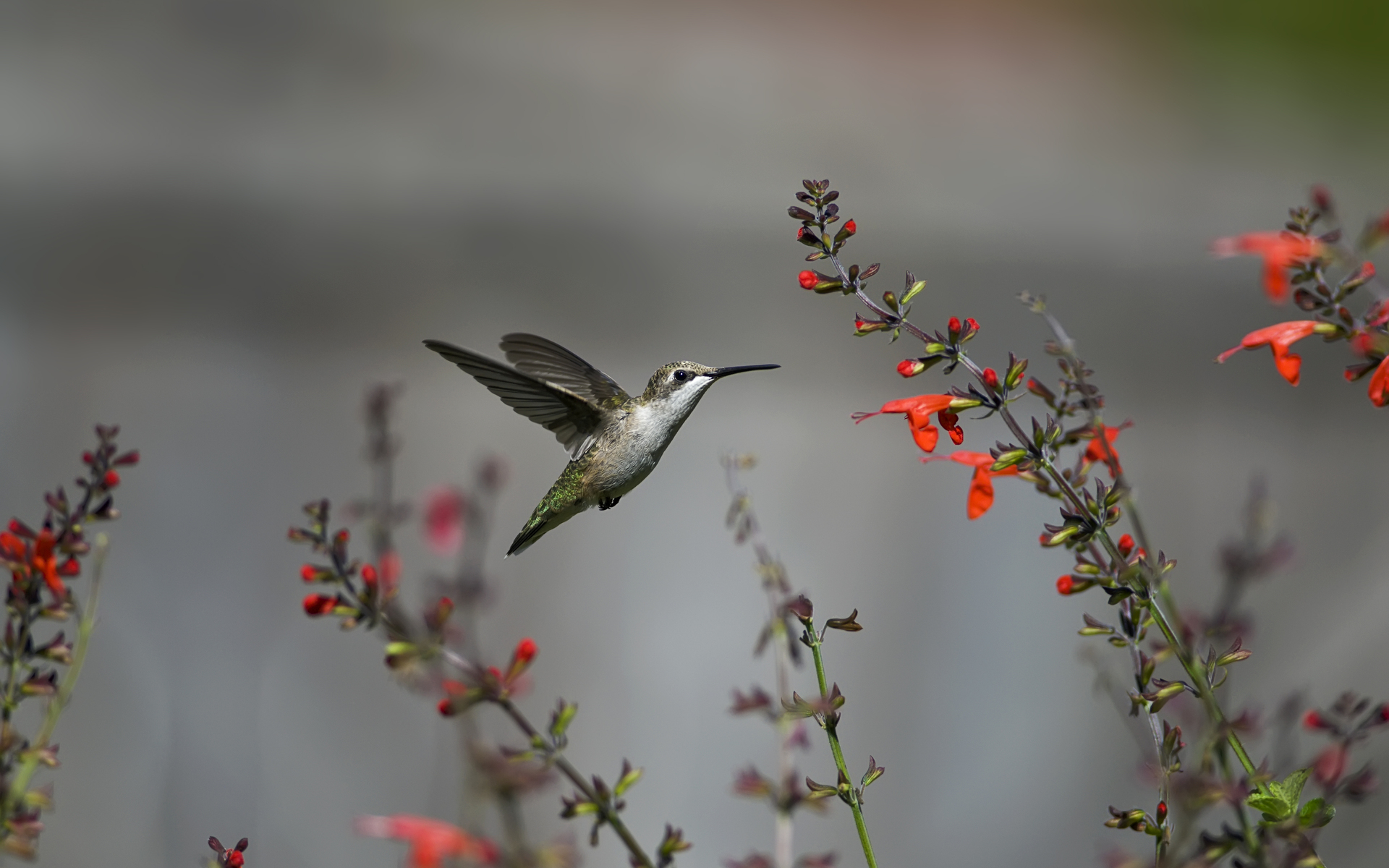 hummingbirds fancy... - Desktop Wallpaper