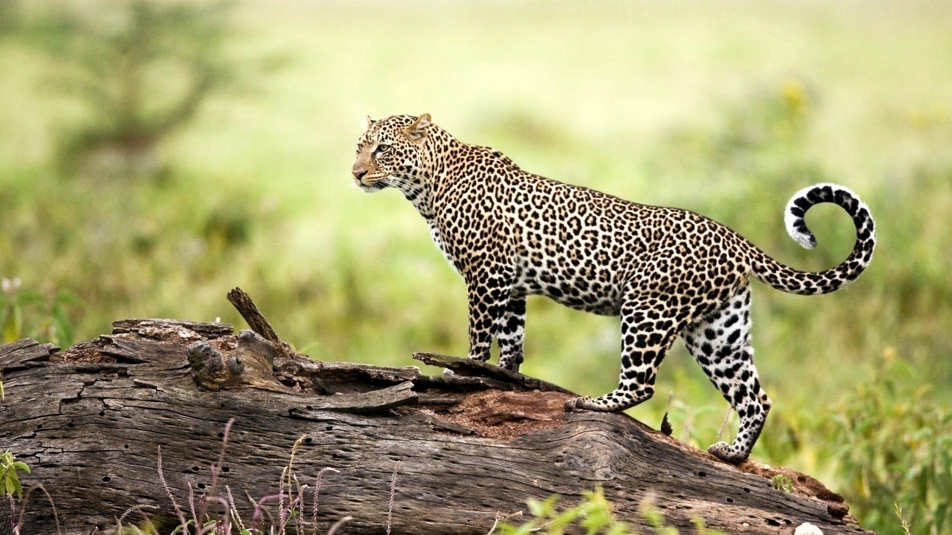 Male Amur Leopard