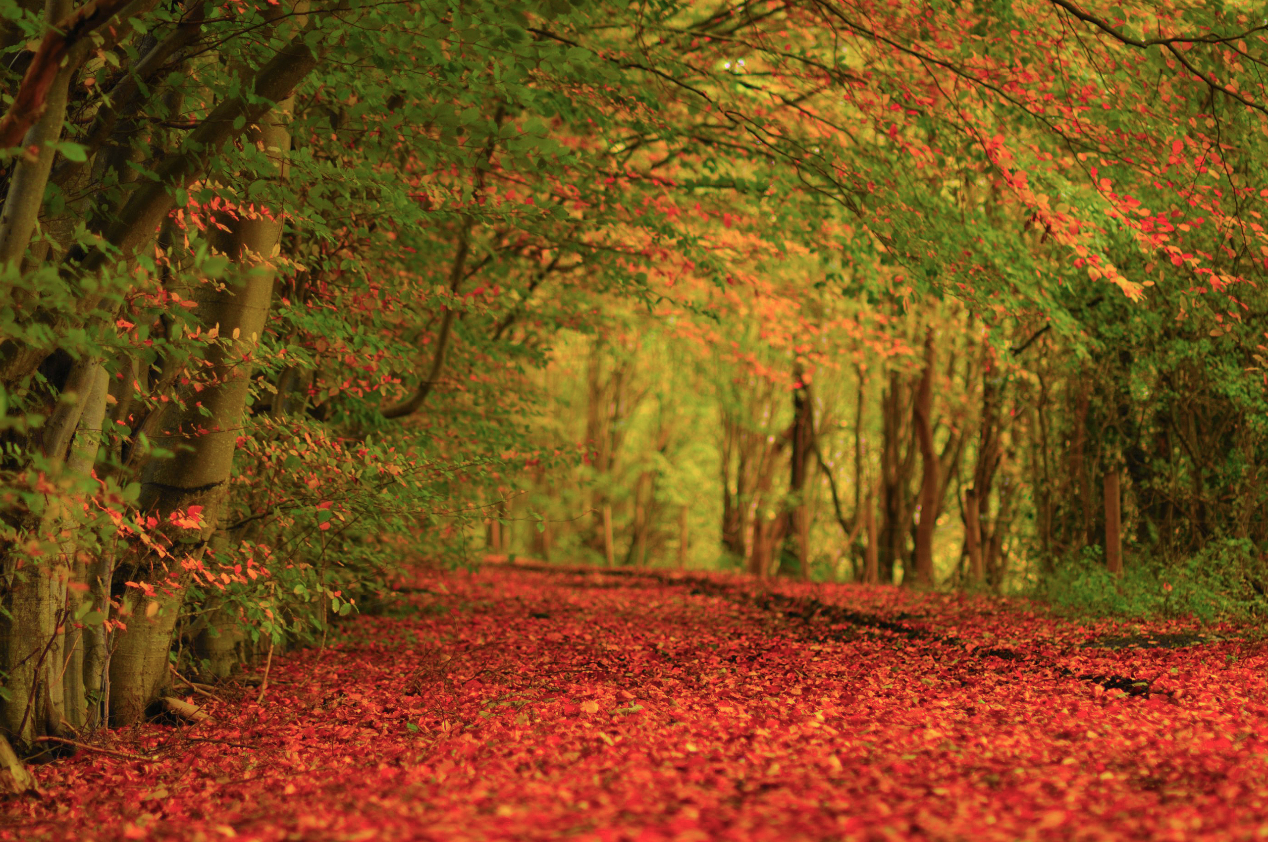 Autumnal Path