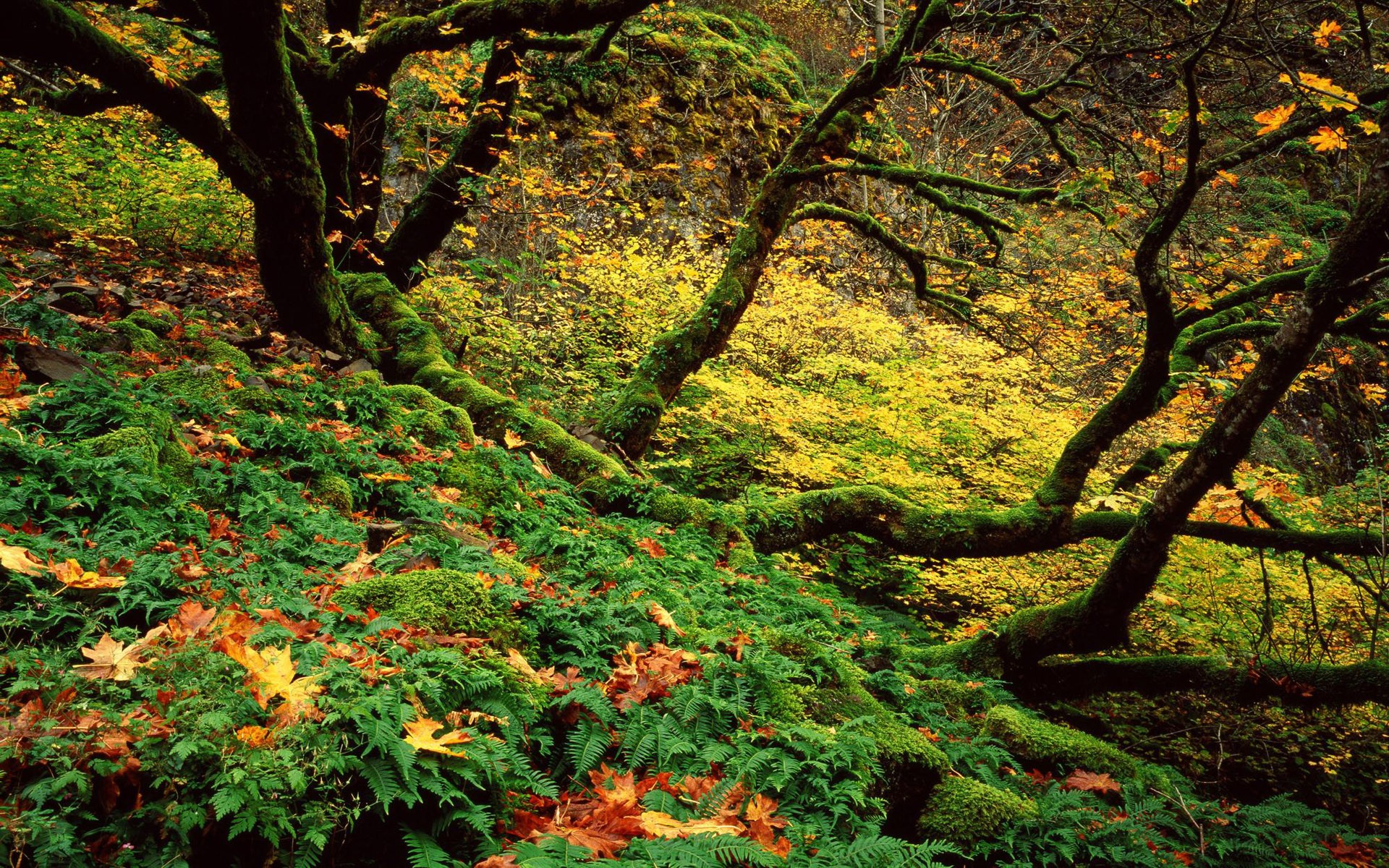 Big Leaf Maple and Ferns in Autumn, Columbia River Gorge, Oregon