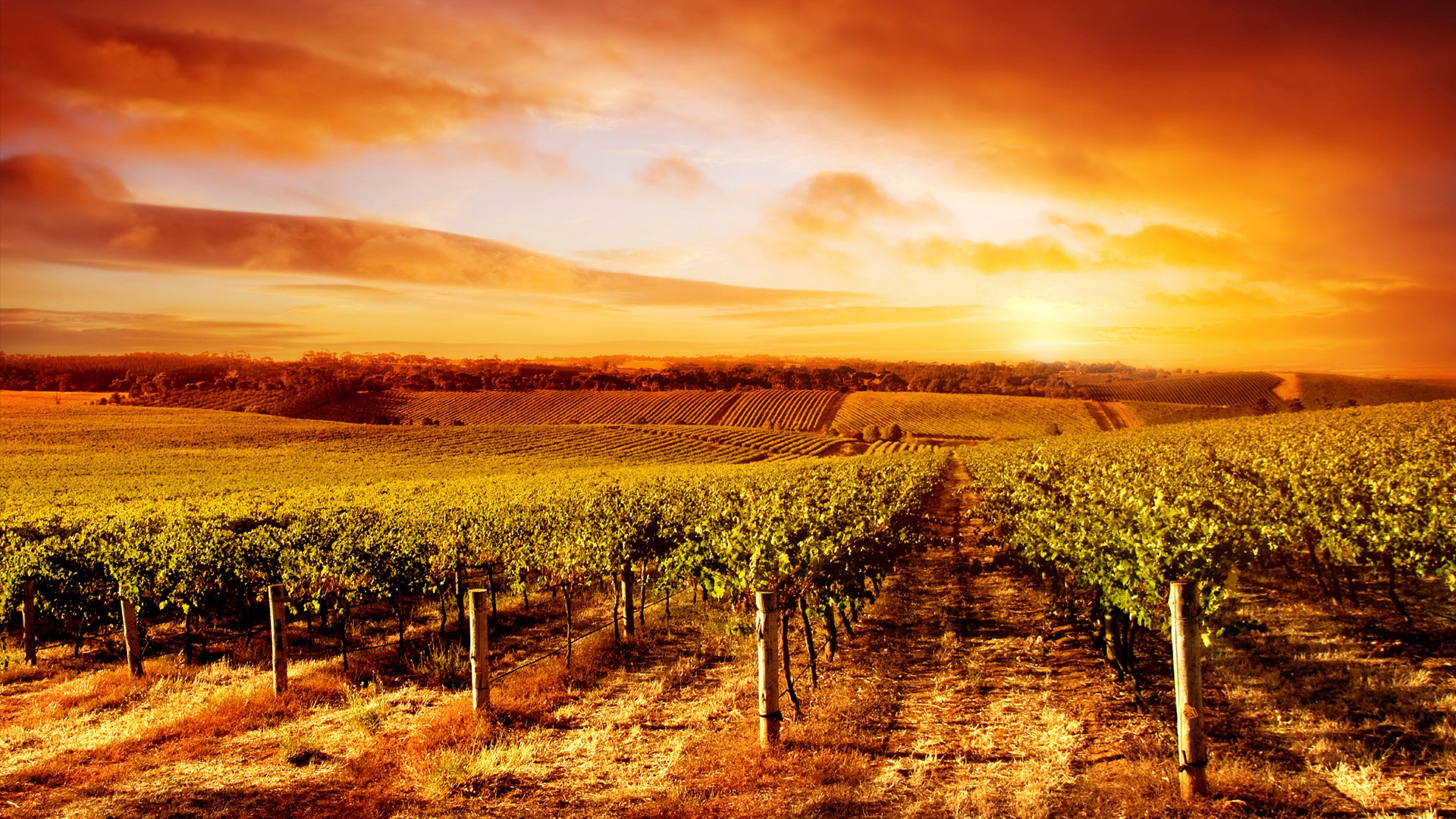 Amazing Vineyard Sunset in South Australia