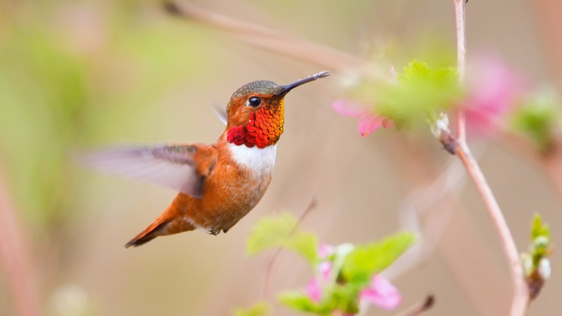 природа птица ветка капли колибри загрузить