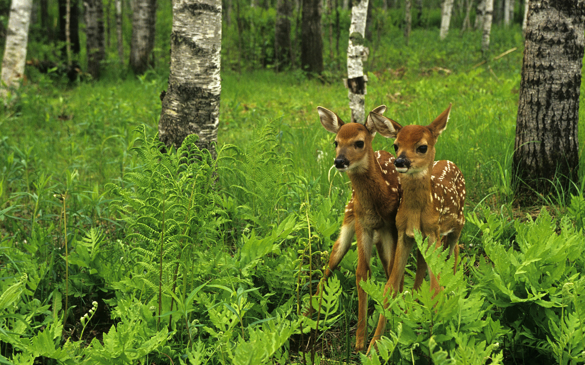 природа животные олени nature animals deer скачать