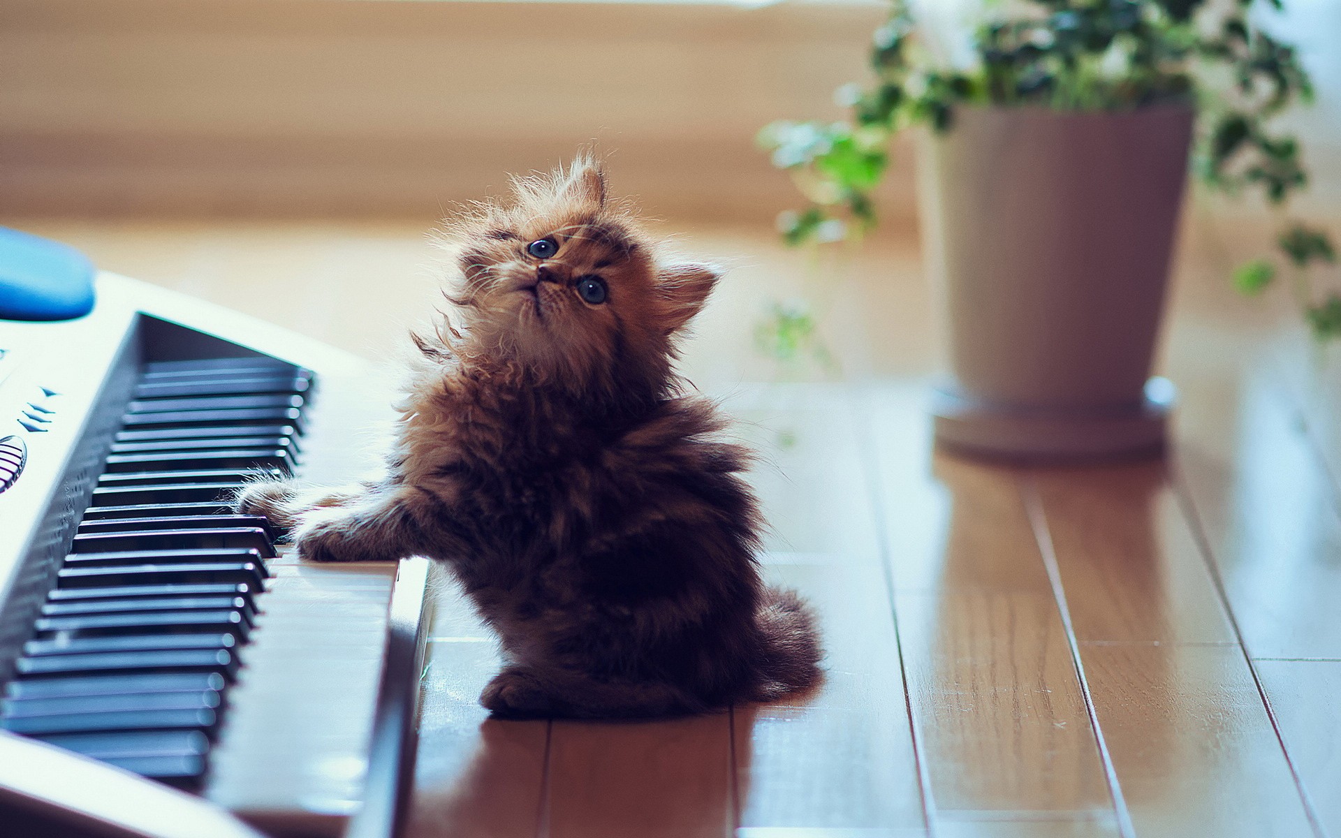 Image result for cats and music
