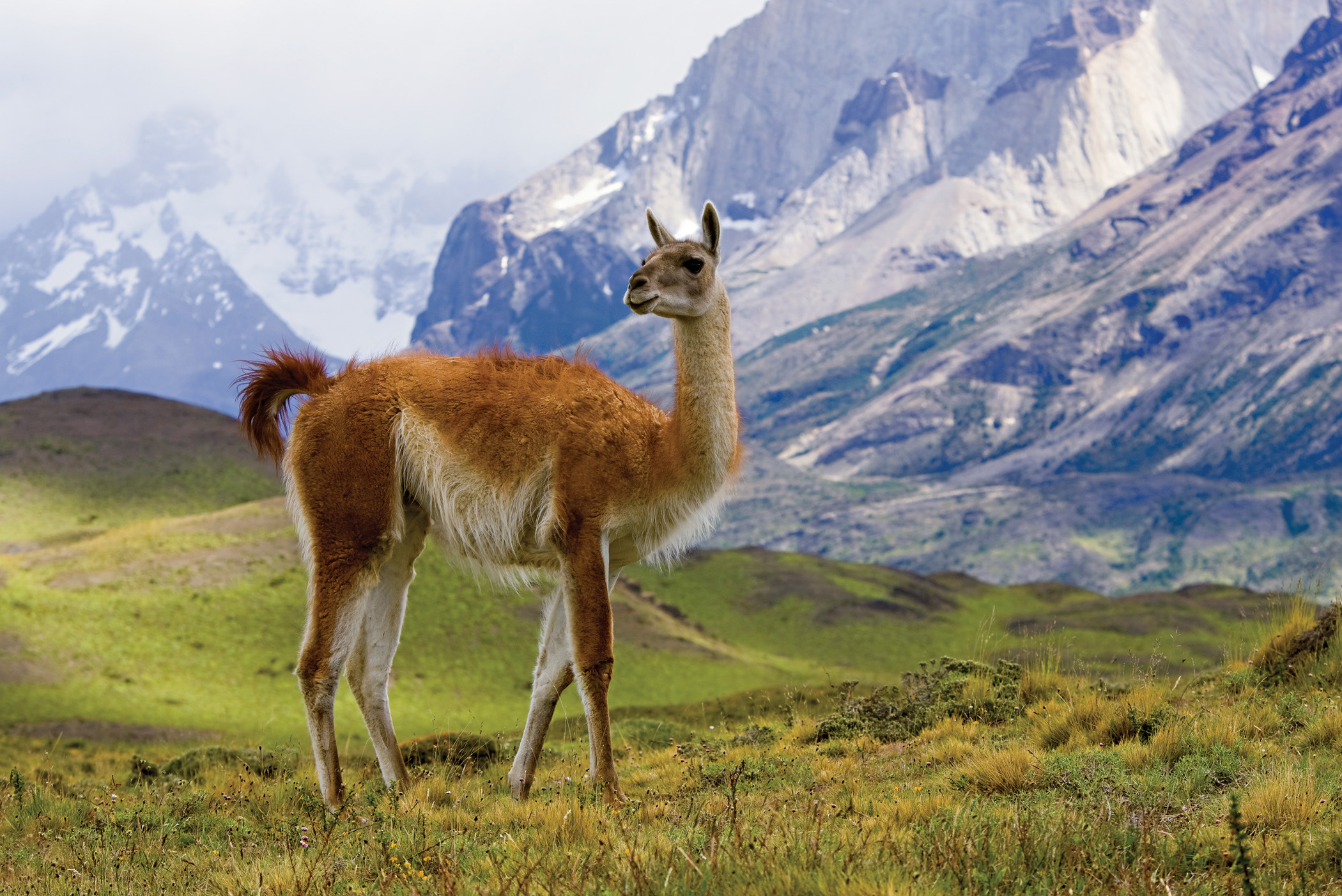 Живые организмы в горах. Лама альпака гуанако Викунья. Гуанако Анды. Викунья в Андах. Гуанако - высокогорный верблюд.