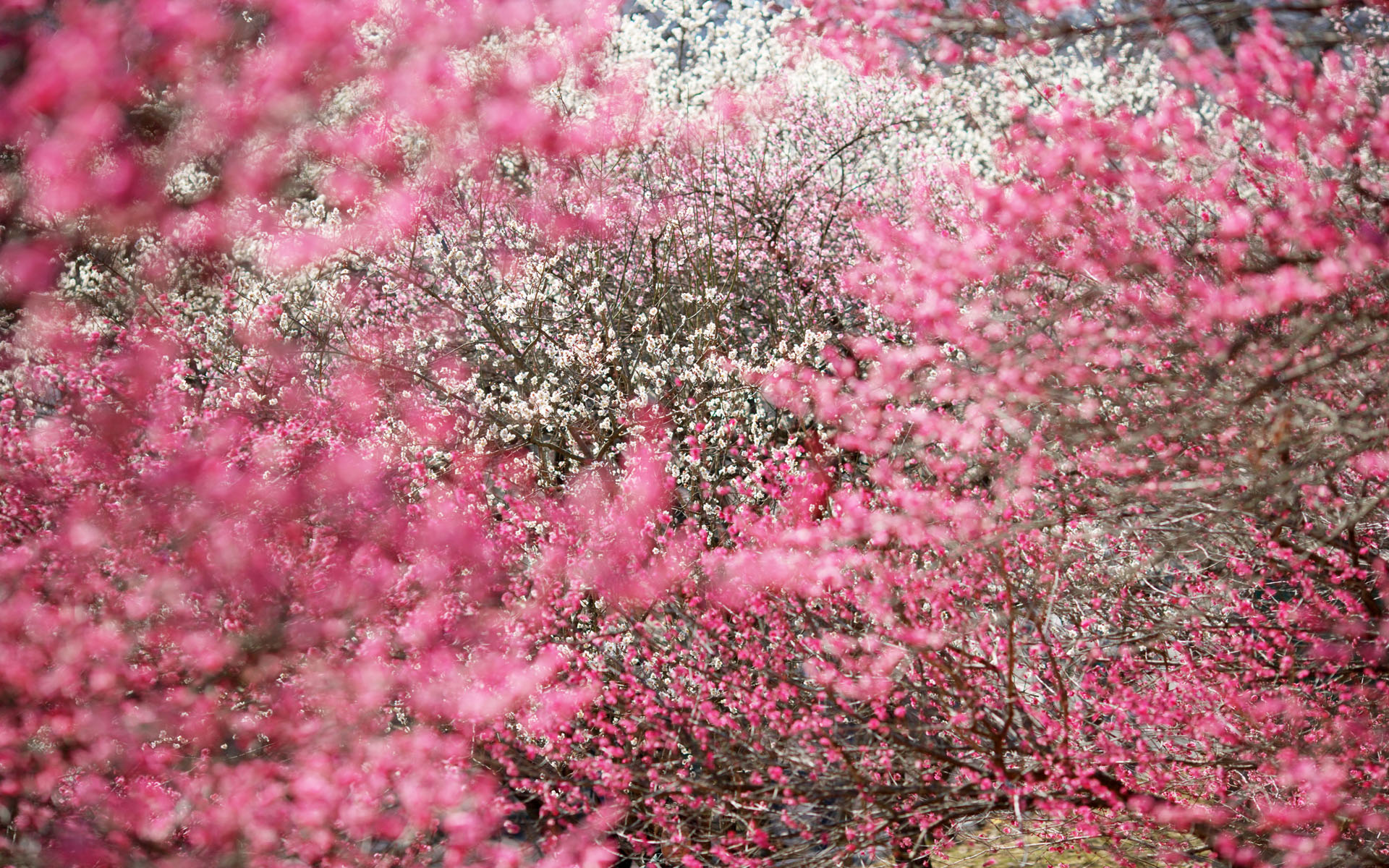 National Geographic - Desktop Wallpaper National Geographic - Desktop Wallpaper