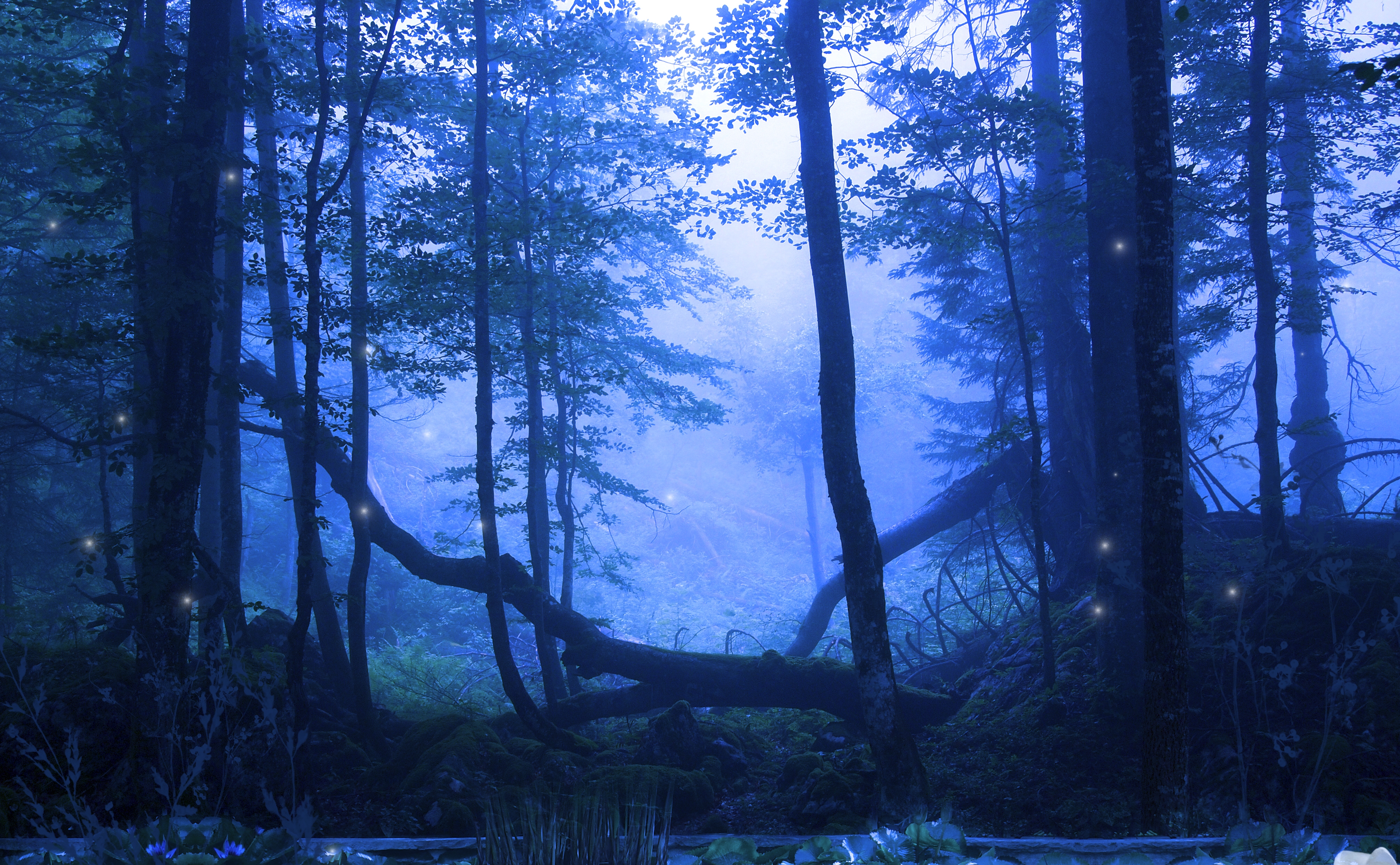 Ночь лес красиво. Голубой саксонский лес. Ночной лес. «Ночь в лесу». Синий лес.