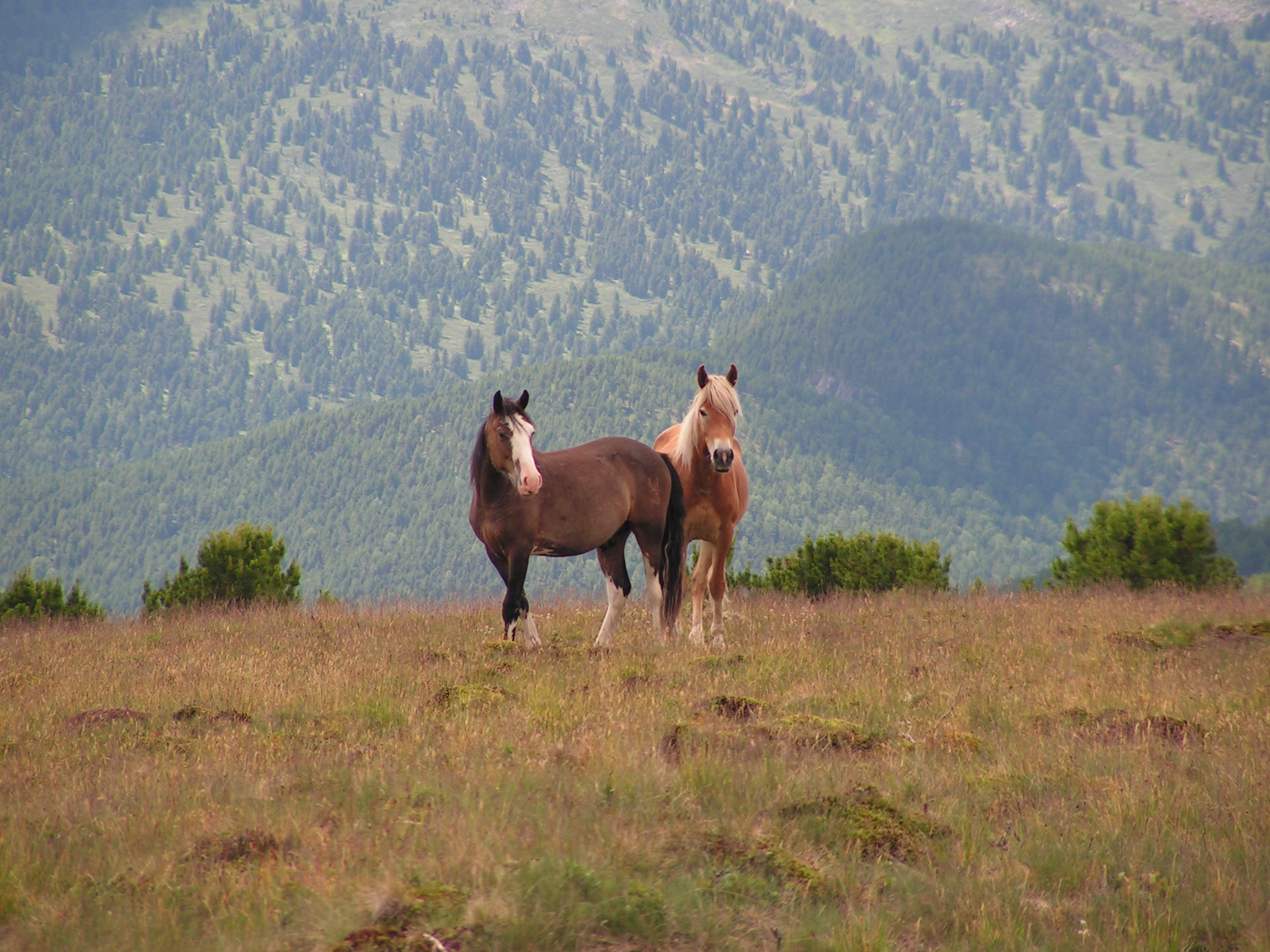 Altaic horses