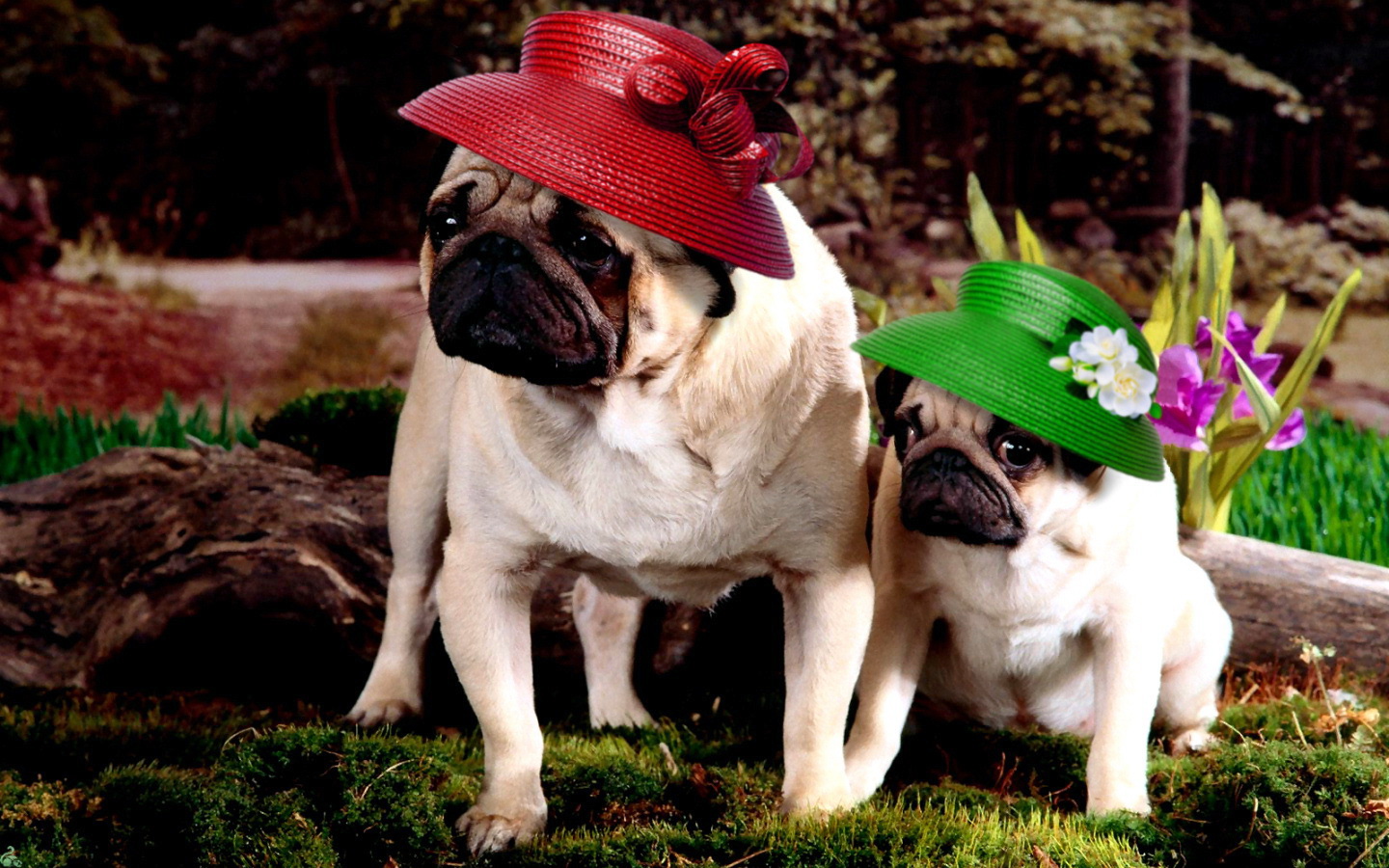 Dogs with hats - Desktop Wallpaper