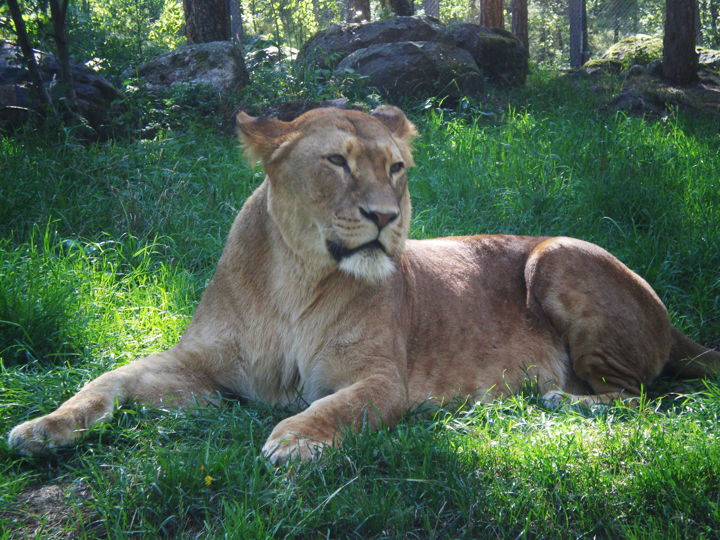 Lioness resting by Svensson Desktop Wallpaper